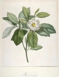Magnolia Glauca, da Description des Plantes Rares Cultivees a Malmaison et a Navarre, 1813